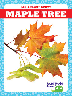 cover image of Maple Tree